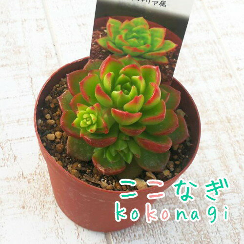 多肉植物　レディジア　 セデベリア属　7.5センチポット　2号のサムネイル