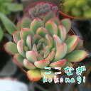 花月夜の成長日記 オリーブ好きレッサーパンダ 花月夜の成長日記 オリーブ好きレッサーパンダ