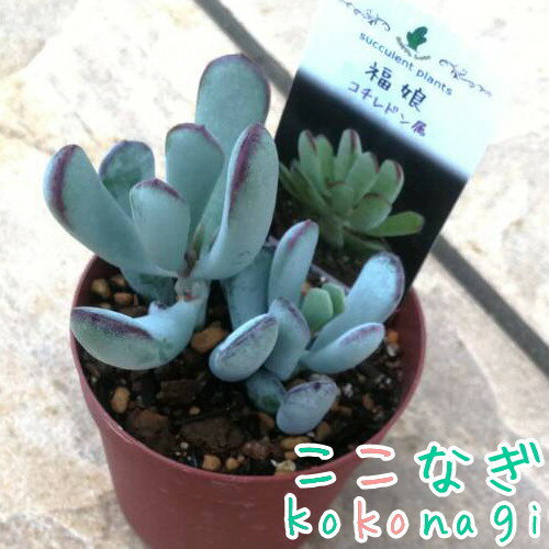 多肉植物　福娘　コチレドン属　7.5センチポット　2号のサムネイル
