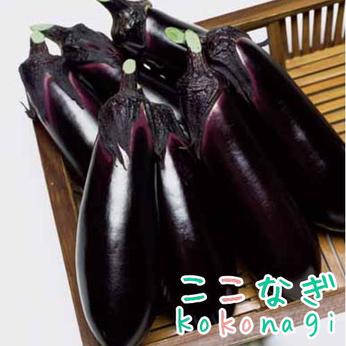 【接木苗】ナス　とげなし千両二号　9センチポット　3号　茄子　つぎなす　ツギナス　野菜苗のサムネイル