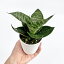観葉植物 サンスベリア 3号 受け皿付きミニ観葉 小さい おしゃれ 本物 鉢植え 室内 風水 プレゼント ギフト 空気清浄 植物 インテリアグリーン 卓上