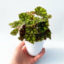 観葉植物 ベゴニア タイガーキトゥン 3号 受け皿付きミニ観葉 小さい おしゃれ 本物 鉢植え 室内 風水 プレゼント ギフト 空気清浄 植物 インテリアグリー...