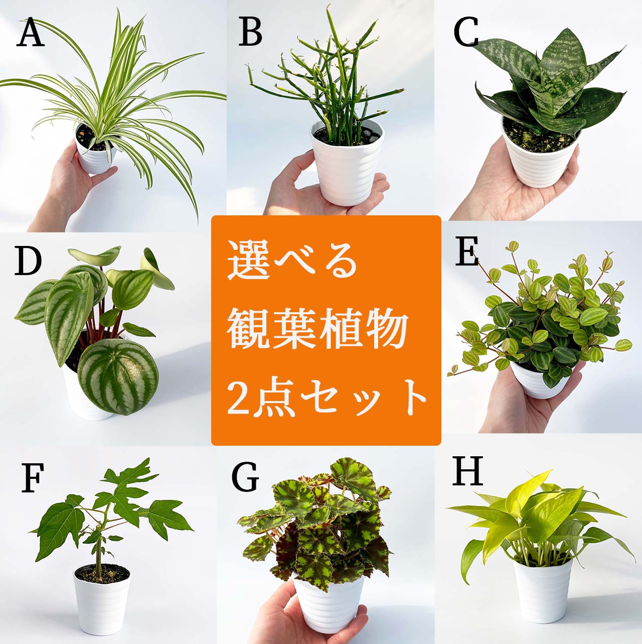 ベゴニア 花の鉢植え 観葉植物 選べる 2点セット おしゃれ 小さい ミニ観葉 受け皿付き ポトス オリヅルラン スイカぺぺ ペペロミア ミルクブッシュ ユーフォルビア ベゴニア パパイヤ サンスベリア 斑入り 3号 本物 鉢植え 室内 風水 プレゼント ギフト グリーンインテリア 植物