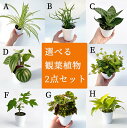 観葉植物 選べる 2点セット おしゃれ 小さい ミニ観葉 受け皿付き ポトス オリヅルラン スイカぺぺ ペペロミア ミルクブッシュ ユーフォルビア ベゴニア パ...