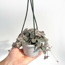 観葉植物 ハートカズラ レディハート 3号 ハンギング 吊り鉢 吊りポット おしゃれ 小さい ミニ観葉 多肉 斑入り 本物 鉢植え 室内 風水 プレゼント ギフ...