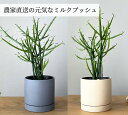 観葉植物 おしゃれ 小さめ 卓上 ミルクブッシュ ユーフォルビア 陶器鉢 3号 ミニ観葉 多肉 斑入り 本物 鉢植え 室内 風水 プレゼント ギフト 植物 父の日