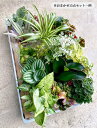 何が届くかお楽しみ 農家直送 観葉植物 15点セット おしゃれ 小さい ミニ観葉 3号 本物 鉢植え 室内 風水 プレゼント ギフト グリーンインテリア 植物 ...