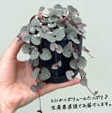 観葉植物 ハートカズラ レディハート 3号 おしゃれ 小さい ミニ観葉 多肉 斑入り 本物 鉢植え 室内 風水 プレゼント ギフト ピンク かわいい 植物 陶器...