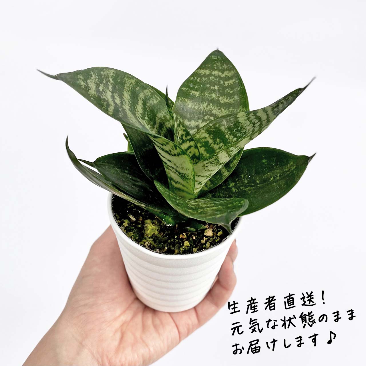 楽天市場】観葉植物 サンスベリア(サイズ(植木鉢)~ 3号)の通販 楽天市場】観葉植物 サンスベリア(サイズ(植木鉢)~ 3号)の通販