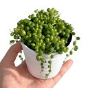 観葉植物 グリーンネックレス おしゃれ 小さい ミニ観葉 受け皿付き 斑入り 本物 鉢植え 室内 風水 プレゼント ギフト ピンク 万年青 植物 陶器鉢 生産者...