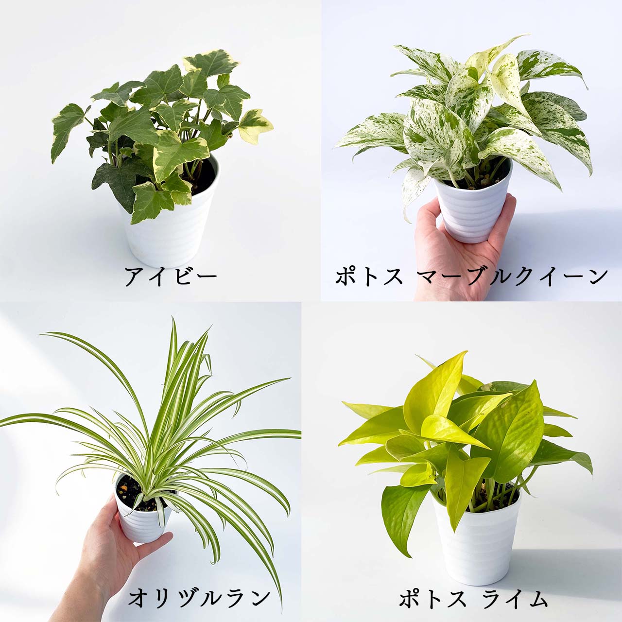 観葉植物 おしゃれ 小さい 鉢カバー 根腐れ予防パーツ セット ina pot ベルト ショート 8種の中から選べる植物 ポトス オリヅルラン ペペロミア アイビー ホヤ シンプル 3号 鉢入れ ハンギング 吊り鉢 室内用 アルミ 植木鉢 多肉 ギフト プレゼント 革 本革 ポットフィート 3