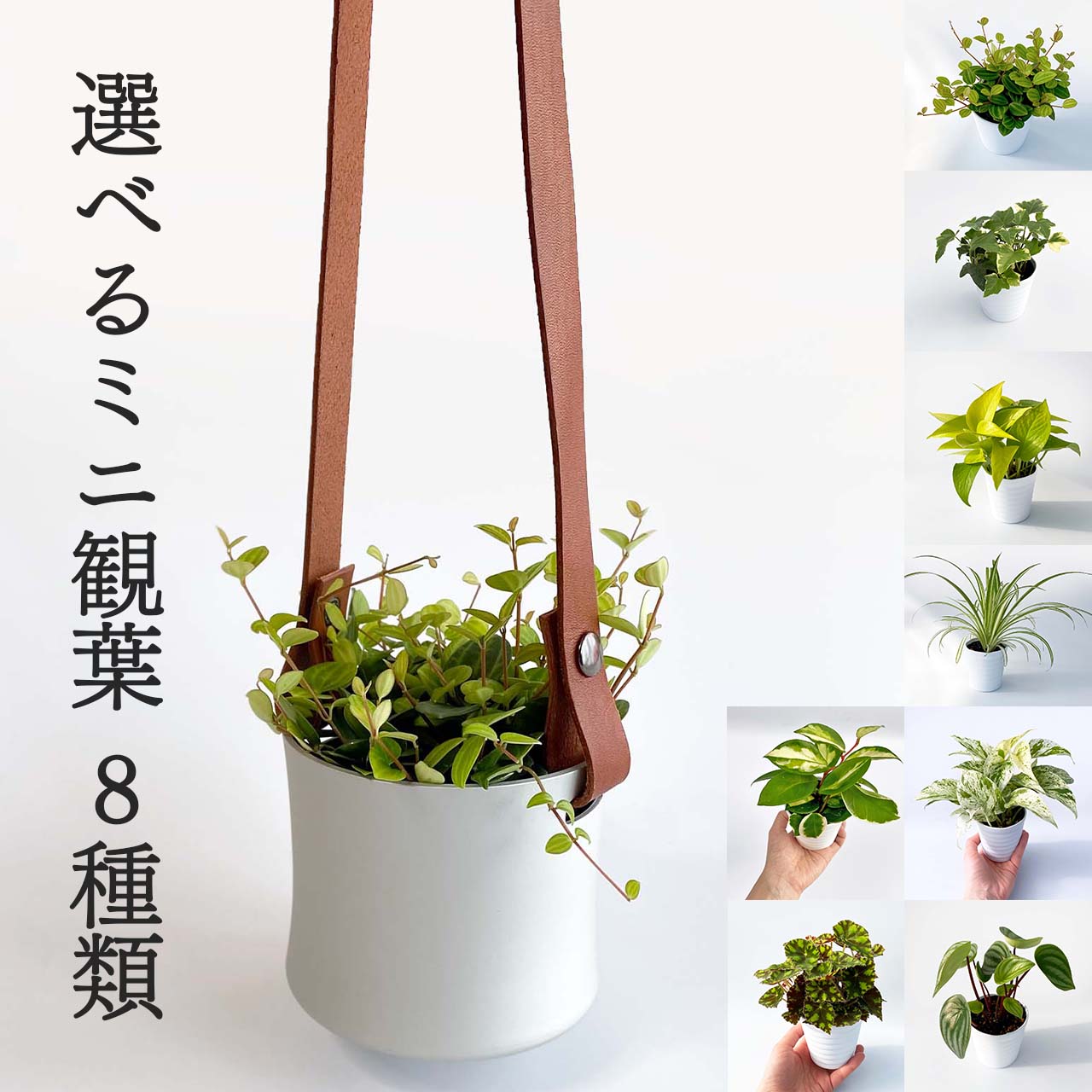 324円 57 以上節約 観葉植物 ペペロミア オブツシフォリア 斑入り 3 5号鉢 受け皿付き