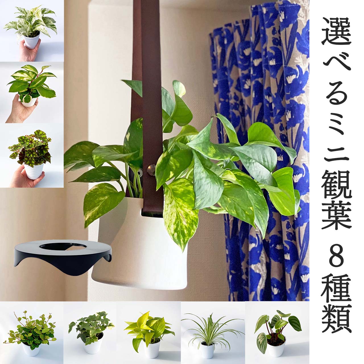 ホヤ 観葉植物 おしゃれ 小さい 鉢カバー 根腐れ予防パーツ セット ina pot ベルト ロング 8種の中から選べる植物 ポトス オリヅルラン ペペロミア アイビー ホヤ シンプル 3号鉢植え 鉢入れ ハンギング 吊り鉢 鉢カバー 室内用 アルミ 多肉 ギフト プレゼント 革 本革