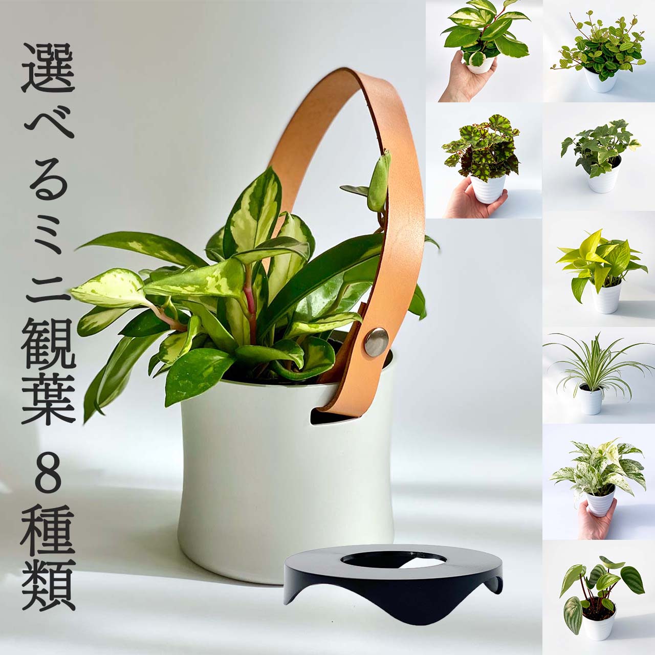 ポトス 観葉植物 おしゃれ 小さい 鉢カバー 根腐れ予防パーツ セット ina pot ベルト ショート 8種の中から選べる植物 ポトス オリヅルラン ペペロミア アイビー ホヤ シンプル 3号 鉢入れ ハンギング 吊り鉢 室内用 アルミ 植木鉢 多肉 ギフト プレゼント 革 本革 ポットフィート