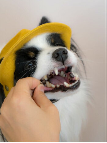 おやつゼオ(和牛ジャーキー)45g【犬猫おやつ...の紹介画像3