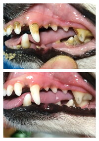 マジックゼオPRO犬用歯磨き粉