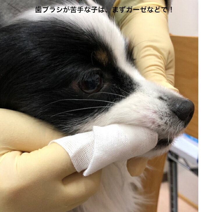 マジックゼオDAILY 40ml【犬用歯磨き粉...の紹介画像2