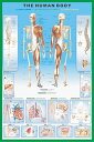 【輸入ポスター】The Human Body610 x 915mm