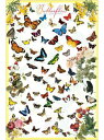 【輸入ポスター】Butterflies610 x 915mm