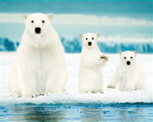 【ミニポスター】Polar Bear Family400×500mm