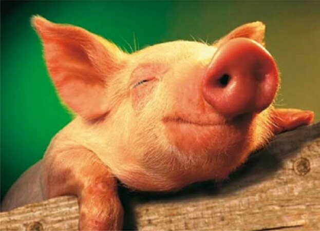 ドイツ製ポストカード