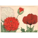 【ドイツ輸入ポストカード】谷上廣南 西洋草花図譜