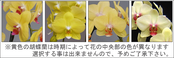 特別価格　黄色い胡蝶蘭3本立ち【産地直送でお届け！】※現在、つぼみ多めとなります。『洋蘭の鉄人』森田氏が育てたミディーサイズ胡蝶蘭3本立ち（21リン前後・つぼみ含む）/ザルツマン 珍しい黄色の胡蝶蘭【楽ギフ_包装選択】【楽ギフ_メッセ入力】 3