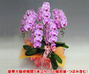 大輪5本立ち/【期間限定50リン以上確約品!】 最高級 大輪 胡蝶蘭 お祝い 開店祝い 贈り物 ギフト【輪数多め】【送料無料・産地直送】『洋蘭の鉄人』森田さんが育てた胡蝶蘭5本立ち(50リン前後・つぼみ含む)/ピンク 【企業様にも大人気商品/御祝花・開店祝い】