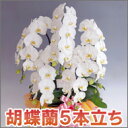 大輪5本立ちホワイト/50輪以上お約束★ラッピング無料 胡蝶蘭 最高級 お祝い 開店 開業 御就任 お供え ギフト 最高級 画像配信無料 品質保証 【送料無料・産地直送】 選び抜かれた胡蝶蘭5本立ち(50リン以上確約・つぼみ含む)/ホワイト