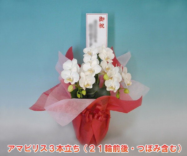 【1日10鉢限定セール!】ミディーサイズ胡蝶蘭3...の商品画像