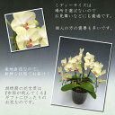 【ポイント2倍!】 胡蝶蘭 限定品【母の日ギフト】送料無料!『洋蘭の鉄人』が育てたミディ胡蝶蘭・黄色系2本立ち(14輪前後・つぼみ含む) ※つぼみ多めでの出荷と...