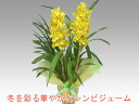 ※つぼみ有り。冬を彩るシンビジューム（イエロー）3本立ち　『2010年名古屋国際蘭展』最優秀賞＆グランプリを受賞したスズキラン園から産地直送！ 鮮やかで花持ちが良いです。時期によって花色が異なります。