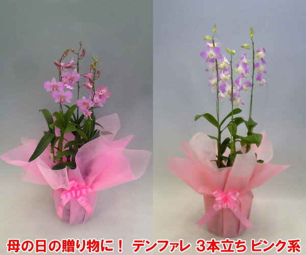 華やかなデンファレ 3本立ち 赤系 花持ちの良い洋蘭です 『2010年名古屋国際蘭展』最優秀賞＆グランプリを受賞したスズキラン園から産地直送！