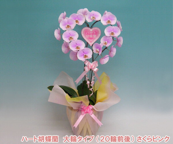 『幸福が飛んでくる』ハート胡蝶蘭・大輪 さくらピンク系　『2010年名古屋国際蘭展』最優秀賞＆グランプリを受賞したスズキラン園から産地直送！ 結婚祝いや結婚記念日におすすめです♪
