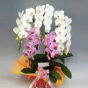 【法人ギフト人気No.1】【豪華紅白ミックス胡蝶蘭 5本立ち 45輪以上お約束(つぼみ含む)】ビジネス・お祝いギフトに最適!送料無料&産地直送(送料無料/但し沖縄・離島は発送不可)【花EXPO2027】