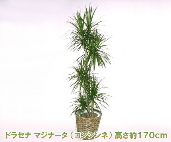 【産地直送・観葉植物】『真実の木』ドラセナ マジナータ 10号鉢 高さ約170cm 開店祝い・新築祝いにおすすめ！