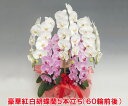 御祝 大輪ミックス胡蝶蘭5本立ち リン数多め60輪前後 最高級 胡蝶蘭 お祝い 開店祝い 贈り物 ギフト 最高級 【リン数多め】御祝/企業様に大人気商品】『洋蘭...