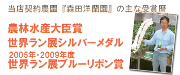 【送料無料・30％OFF！】『洋蘭の鉄人』が育てたミディ胡蝶蘭・さくらひめ2本立ち（14輪前後・つぼみ含む）サンクスポット ※こちらの商品はラッピング・厚紙札・木札に対応しておりません。【楽ギフ_メッセ入力】【tokutoku0525】