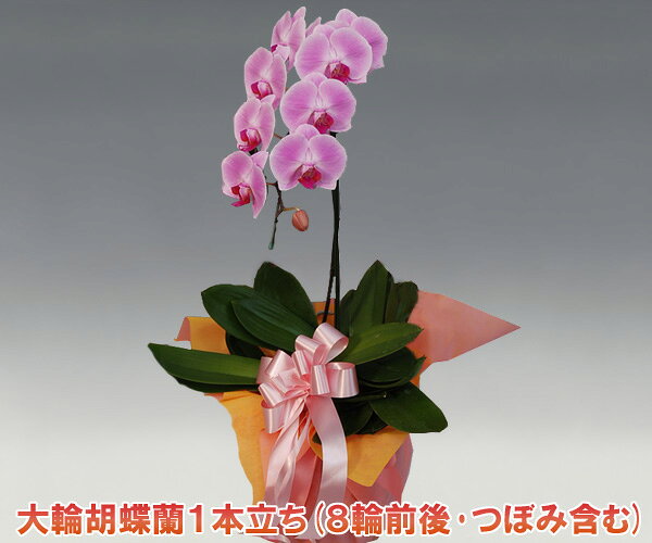 ギフト対応 最短出荷日 ご注文から2日以内にお届け可能（※当店休業日の場合・在庫切れの場合・九州・沖縄・北海道など一部地域を除く） 日付・時間指定 　　　日付指定・時間指定可能ですので、ご注文の際にご選択ください。 サイズ 　　　【リン数】8輪前後　【高さ】約60cm ラッピング 無料で承ります。用途別ラッピング有り メッセージカード メッセージカード無料。ご希望のメッセージを備考欄にご入力ください。 お支払い方法 クレジットカード決済/銀行振り込み（前払い）/後払い（コンビニ・郵便・銀行振り込み）可能です！ 使用用途 開店祝い・開業祝い 就任祝い・昇進祝い 誕生日祝い・結婚祝い 新築祝い・引っ越し祝い 上場祝い・当選祝い 快気祝い・開院祝い 楽屋見舞い・還暦祝い・米寿祝い・古希祝い・退職祝い・お悔やみ・傘寿祝い・喜寿祝い・長寿祝い・竣工祝い・上棟祝い・開設祝い・移転祝い・結婚記念日・銀婚式・金婚式・法人ギフト・贈答品・一周忌・三回忌・枕花・白寿祝い・卒寿祝い・十七回忌・仏花・仏用・お供え用・鉢花プレゼント・鉢植えギフト　等様々な用途があります！ 生産者のご紹介 『洋蘭の鉄人』森田氏 大沢洋蘭園社長の大沢氏 提携農園の主な受賞暦農林水産大臣賞・世界ラン展ブロンズメダル・世界ラン展シルバーメダル・世界ラン展ブルーリボン賞名古屋国際洋蘭展優良賞・ 日本花き卸売市場協会長賞　など様々な賞を受賞しています！ フェスティバル花0418×10 フェスティバル花0418×送料無料【フォーネラル 仏事 命日 枕花】【品質保証★花】【ビジネスギフト】【花 インテリア】【ポッキリFG1211】【母の日】【父の日】【キャバクラ】【クラブ】【株主総会】【スナック】【お中元】【お歳暮】【感謝の気持ち】【シニア市場】【プレゼント】【限定】【楽屋見舞い】【蘭】【花鉢】【蘭鉢】【ネット限定】【コチョウラン】【のし対応 ラッピング無料 メッセージカード無料 配送日指定】【ビジネス 送料無料】【ファレノプシス】【らん】【洋ラン】【洋らん】【内祝い】【画像サービス 画像配信】【ビジネス カード付き】 【開店 オープン】【開業 祝い】【歓迎 退職】【欄】【法事】【法要】【仏事】【弔事】【粗供養】【お盆】【smtb-TD】【yokohama】【sm15-17】【領収書 領収証 発行可能】 【御供え】【お供え】【楽ギフ_のし宛書】【フェスティバル花0221×10】　【フェスティバル花0221×送料無料】【saitama】【smtb-k】【YDKG-s】 【yokoP2-10】【FS_hokuriku_1201】【free1201ttd】　大輪胡蝶蘭1本立ち（8輪前後・つぼみ含む）/ピンク ※こちらの写真はほぼ満開の状態です。通常は7-8分咲きでの出荷となります。 ◆自信を持ってお届けする最高品質の胡蝶蘭◆ お祝いの贈り物に大人気の胡蝶蘭1本立ちです。 様々な賞を受賞している『洋蘭の鉄人』森田氏が育てる胡蝶蘭は政界・大企業の方も利用している最高級の胡蝶蘭。産地直送でお届けいたします。発送直前まで温室で管理された胡蝶蘭は驚く程に新鮮！花持ちの良さが違います。お客様にお届けする胡蝶蘭の写真をメールにて配信いたします！ 贈り物にするのにどのような胡蝶蘭が届くのか確認したい場合などに便利です。 無料サービスですので、是非ご利用下さい。 ラッピングも無料ですので、贈り物にも最適です！