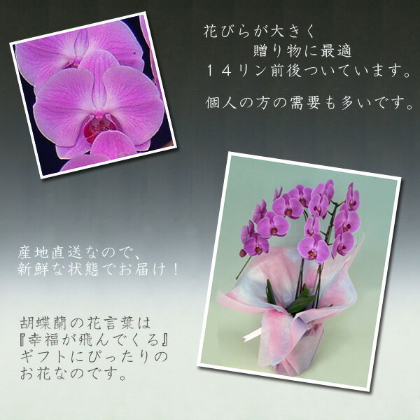 ������̵��������ľ���ۡ����β��͡ٸ�ĳ��2��Ω����14������塦�Ĥܤߴޤ��/�ԥ󥯡��ڳڥ���_��������ۡڳڥ���_��å����ϡ�