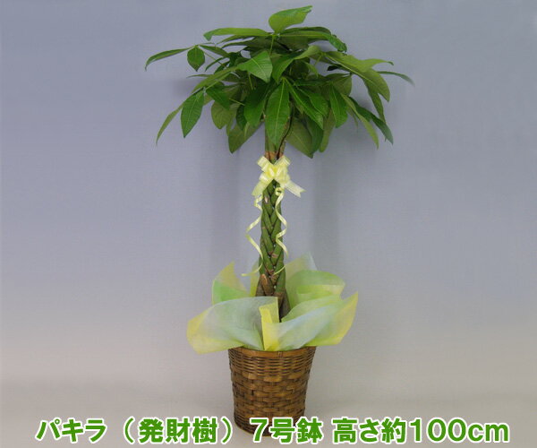 【産地直送・観葉植物】『発財樹』パキラ　7号鉢 高さ約100cm 開店祝い・新築祝いにおすすめ！