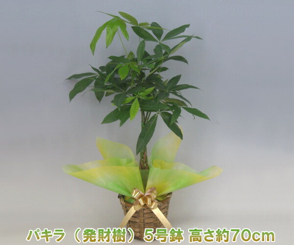 【産地直送・観葉植物】『発財樹』パキラ　5号鉢 高さ約70cm 開店祝い・新築祝いにおすすめ！ 『2010年名古屋国際蘭展』最優秀賞＆グランプリを受賞したスズキラン園から産地直送！