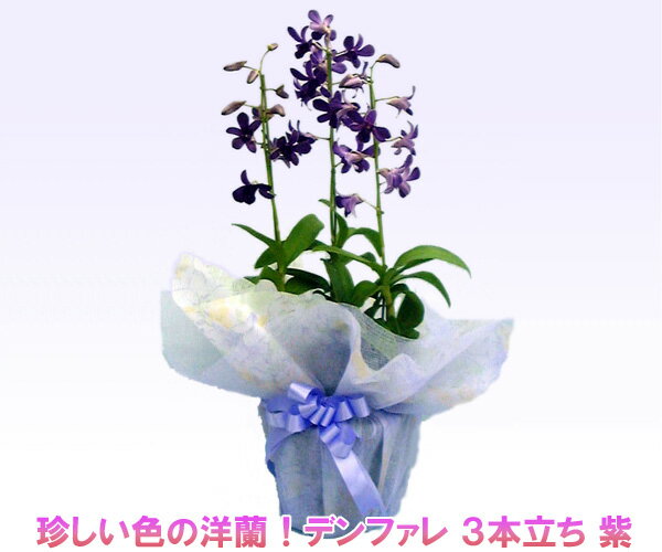珍しい紫色の洋蘭！デンファレ 3本立ち 紫 花持ちの良い洋蘭です 『2010年名古屋国際蘭展』最優秀賞＆グランプリを受賞したスズキラン園から産地直送！