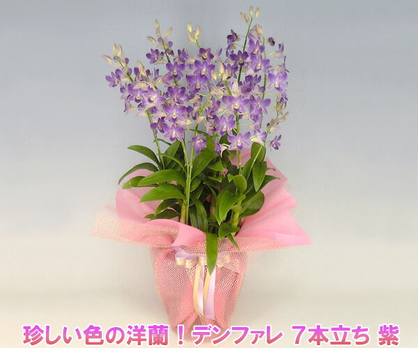 珍しい紫色の洋蘭！デンファレ 7本立ち 紫 花持ちの良い洋蘭です 『2010年名古屋国際蘭展』最優秀賞＆グランプリを受賞したスズキラン園から産地直送！