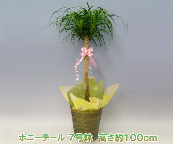 【産地直送・観葉植物】ポニーテール・7号鉢 高さ100cm