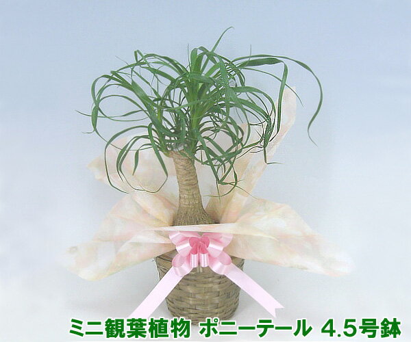 【ミニ観葉植物】ポニーテール・4.5号鉢 高さ40cm 小さいので置き場所に困りません！