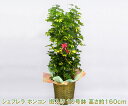 【産地直送・観葉植物】 シェフレラ ホンコン 斑入り 10号鉢 高さ約160cm 開店祝い・新築祝いにおすすめ！