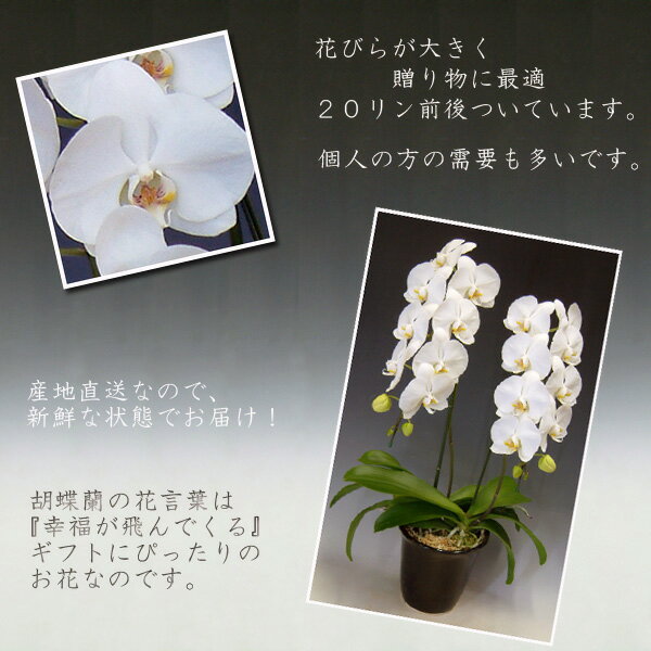 ���ָ�����̸��꾦�ʡ���