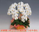 胡蝶蘭5本立ちホワイト/40輪以上確約品 最高級 お祝い 開店 開業 御就任 お供え ギフト 最高級 画像配信無料 品質保証【送料無料・産地直送】 選び抜かれた...