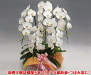 胡蝶蘭 お祝い 開店 開業 御就任 お供え ギフト 最高級 画像配信無料 品質保証数量限 【送料無料・産地直送】森田さんが育てた胡蝶蘭5本立ち(55リン以上・つ...